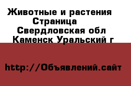  Животные и растения - Страница 11 . Свердловская обл.,Каменск-Уральский г.